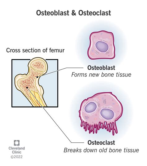 osteoblast|osteoblast meaning.